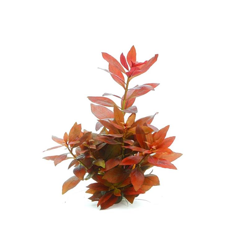 Dennerle Ludwigia Repens Rubin - imagine 5